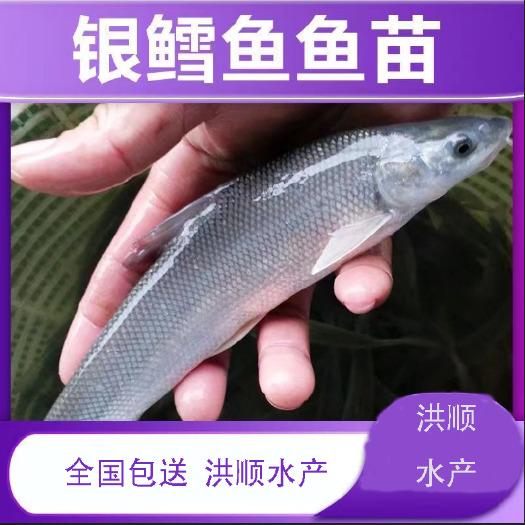 富顺县优质淡水鳕鱼苗 大鳞鲃鱼苗 淡水鱼苗 鱼苗活体