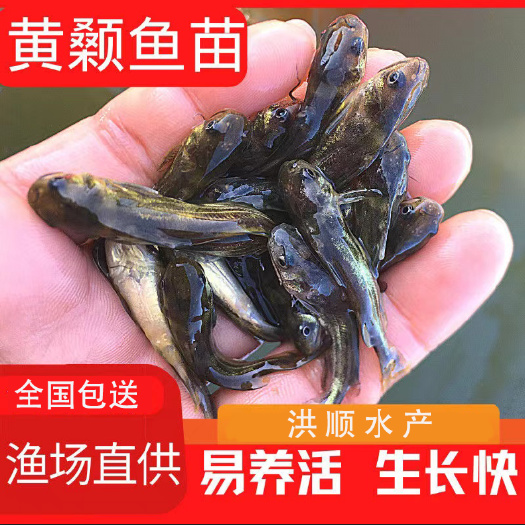 富顺县黄辣丁 黄颡鱼 黄骨鱼 黄角丁 淡水鱼苗养殖