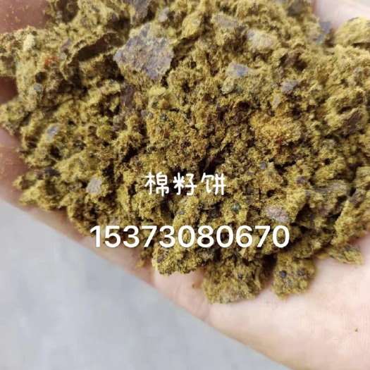 正定县棉籽饼