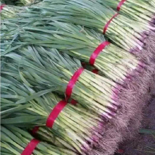 武山县红根蒜苗