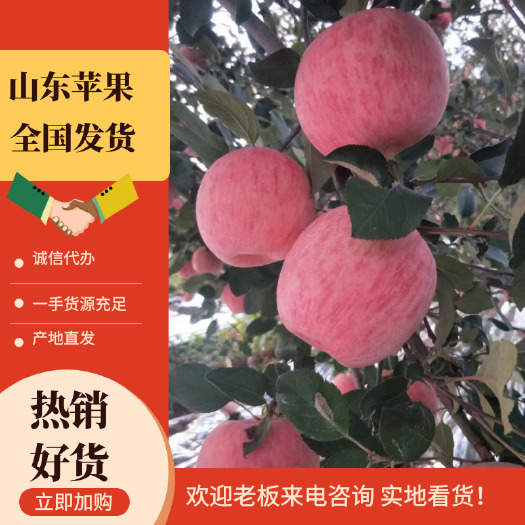 蒙阴县山东苹果价格苹果批发基地全国发货