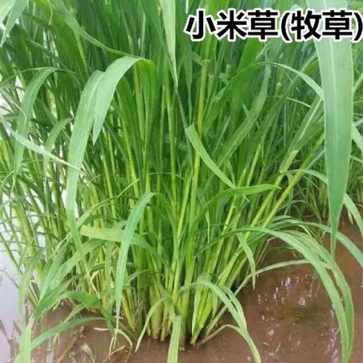嘉祥县小米草养殖水草鱼虾蟹牧草种籽沼泽池塘水稻田草籽耐水淹