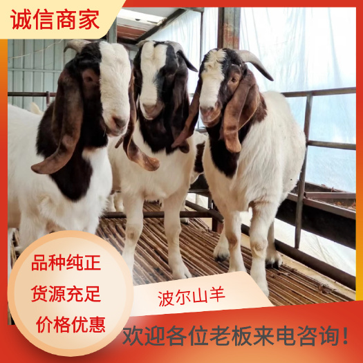 禹州市波尔山羊羊苗价格，质优价廉
