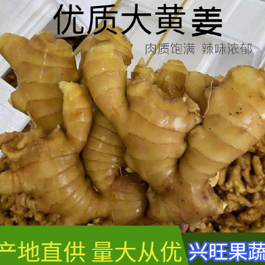 小黄姜（大黄姜）姜种产地直销价格便宜货源充足质量保证全国发货