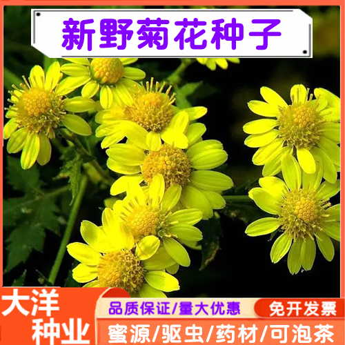 沭阳县野菊花种子 可药用泡茶喝 山坡绿化 提供种植技术多年生耐寒