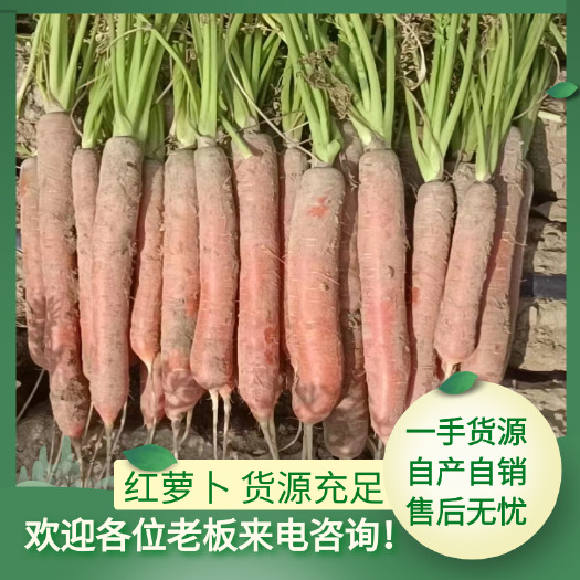 东莞市家乡红萝卜胡萝卜水果红萝卜称杆红萝卜陕西特产