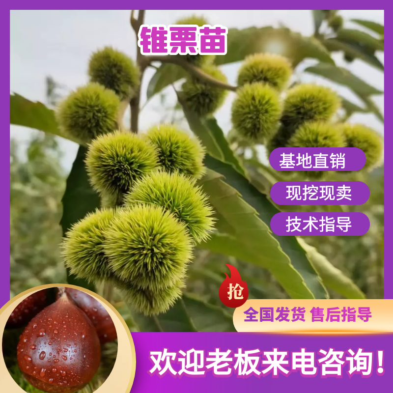 建瓯锥栗苗：处暑红、乌壳油栗、乌壳长芒栗，长芒仔，白露仔等