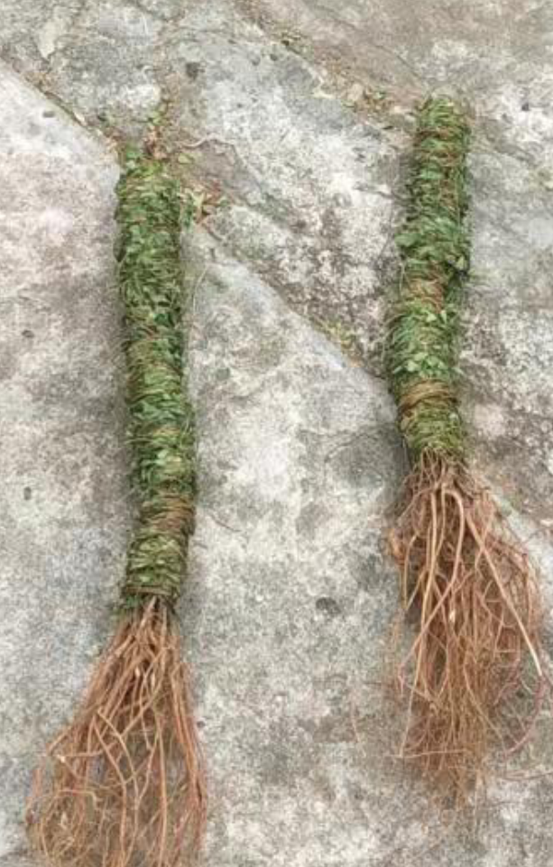 甘甜小叶鸡骨草