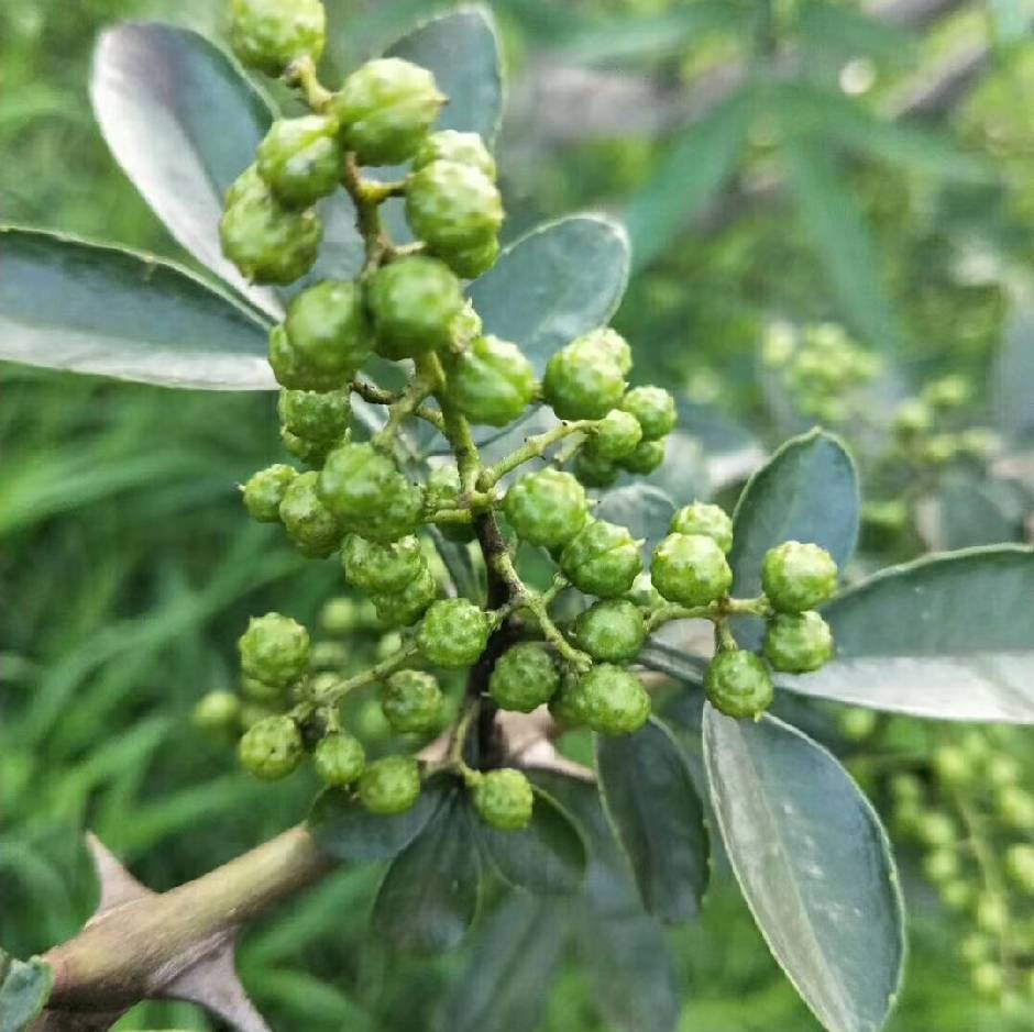 小寨青花椒，颗粒硕大，麻味纯正，浓郁冨含维生素；镁,铁，锌等