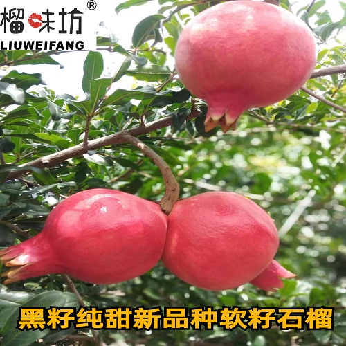 荥阳市突尼斯软籽石榴树苗  荥阳河阴石榴玛丽斯慕乐软籽石榴二年苗