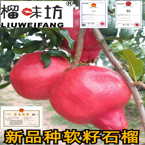 荥阳市突尼斯软籽石榴慕乐石榴玛丽斯软籽石榴墨籽石榴树苗抗冻耐寒