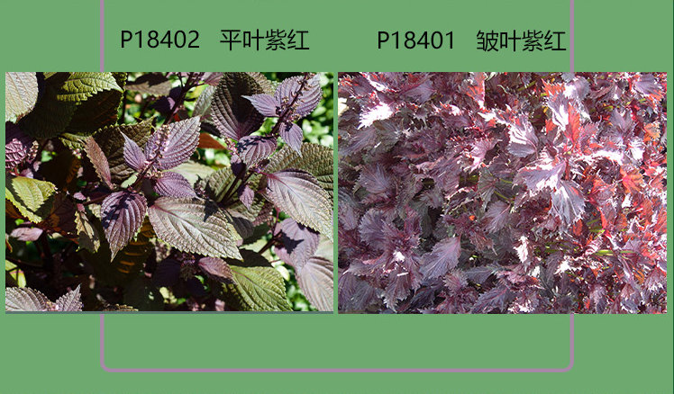 紫苏种子紫叶紫苏绿叶苏子种籽庭院盆栽阳台菜园观叶