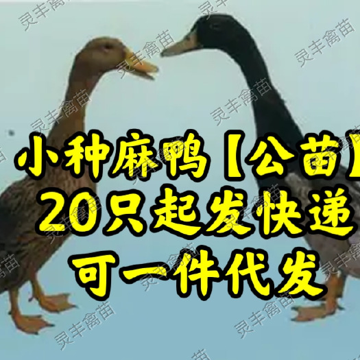 【20只起发】小种青头鸭苗蛋鸭公苗《销量榜好货热卖》