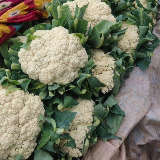 邯郸精品菜花大量上市，花菜 白花菜一手货，保证保证，全国各地发货
