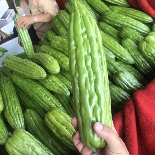 徐闻县精品苦瓜，基地代办，现摘现发，品质优良，质量保证，产地直发