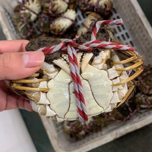 荆州精品良蟹