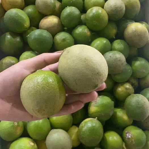 昆明塔希提无籽青柠二级果榨汁果  皮薄汁多香味好
