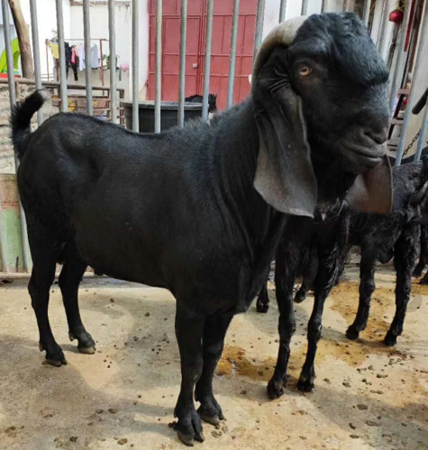 济南纯种努比亚黑山羊种羊出售，羊羔有要的联系我
