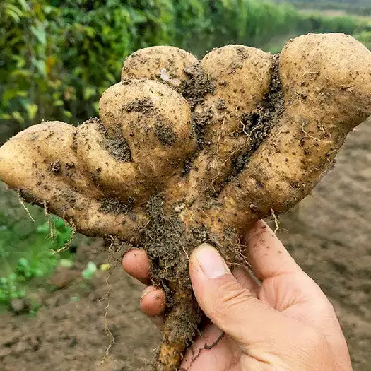 佛手山药