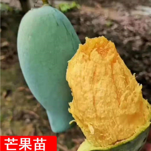浦北县芒果嫁接苗