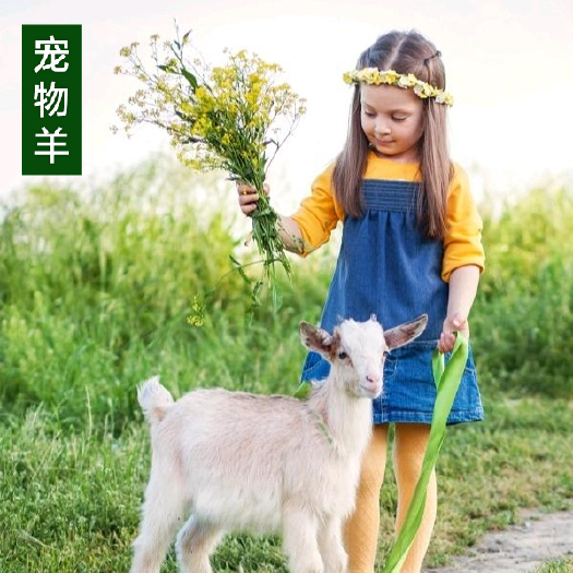 宿州宠物羊，小山羊，家养宠物侏儒羊幼崽观赏羊，免费提供技术