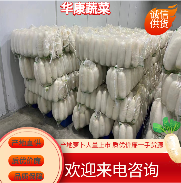 沙洋县【推荐】湖北高山白萝卜市场货和工厂货都有质优价廉基地直供