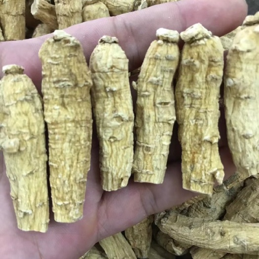 西洋参 花旗参两面5克 质量保证 欢迎咨询