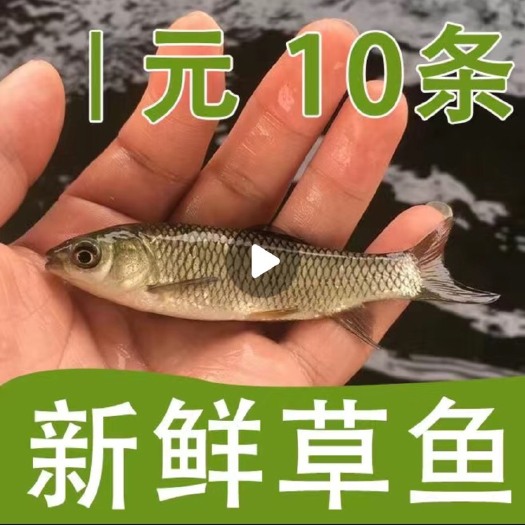 肇庆草鱼苗鲩鱼苗脆鲩种苗长身鲩训草打疫苗苗种