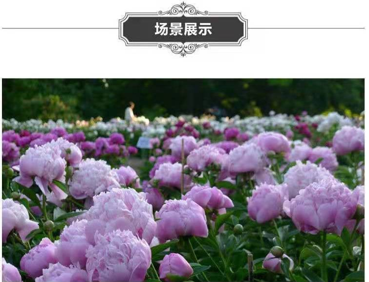牡丹花种子庭院阳台庭院四季种室内盆栽室外地栽花卉植物种子