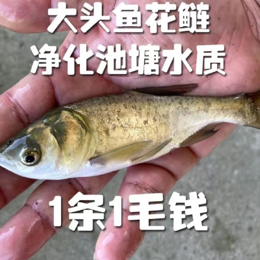 花鲢大头鳙鱼苗纯种斑点快大型大种鱼幼苗