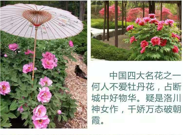 牡丹花种子庭院阳台庭院四季种室内盆栽室外地栽花卉植物种子