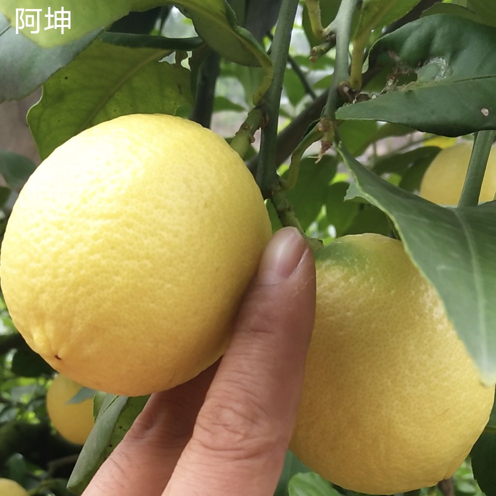 安岳县柠檬，安岳柠檬，四川柠檬，安岳黄柠檬，优力克黄柠檬，