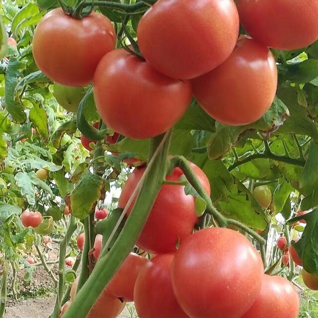 费县暖棚硬粉西红柿今日价格是1.5至1.7