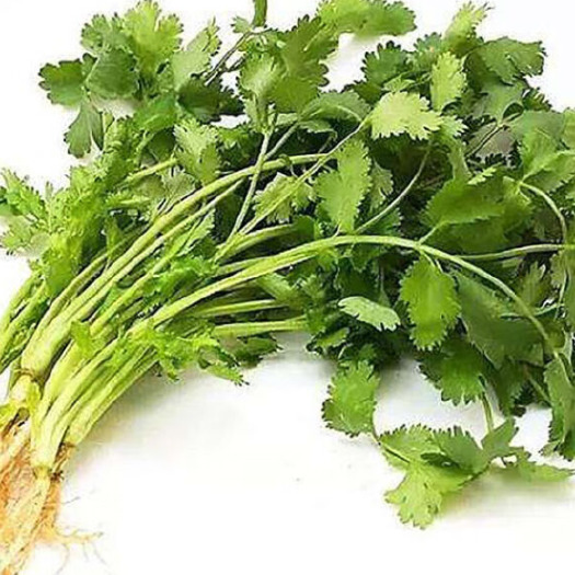 单县香菜
