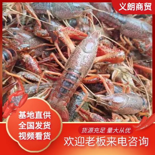 潜江市小龙虾  湖北潜江6789纯大青，规格硬，底板干净肉质饱满