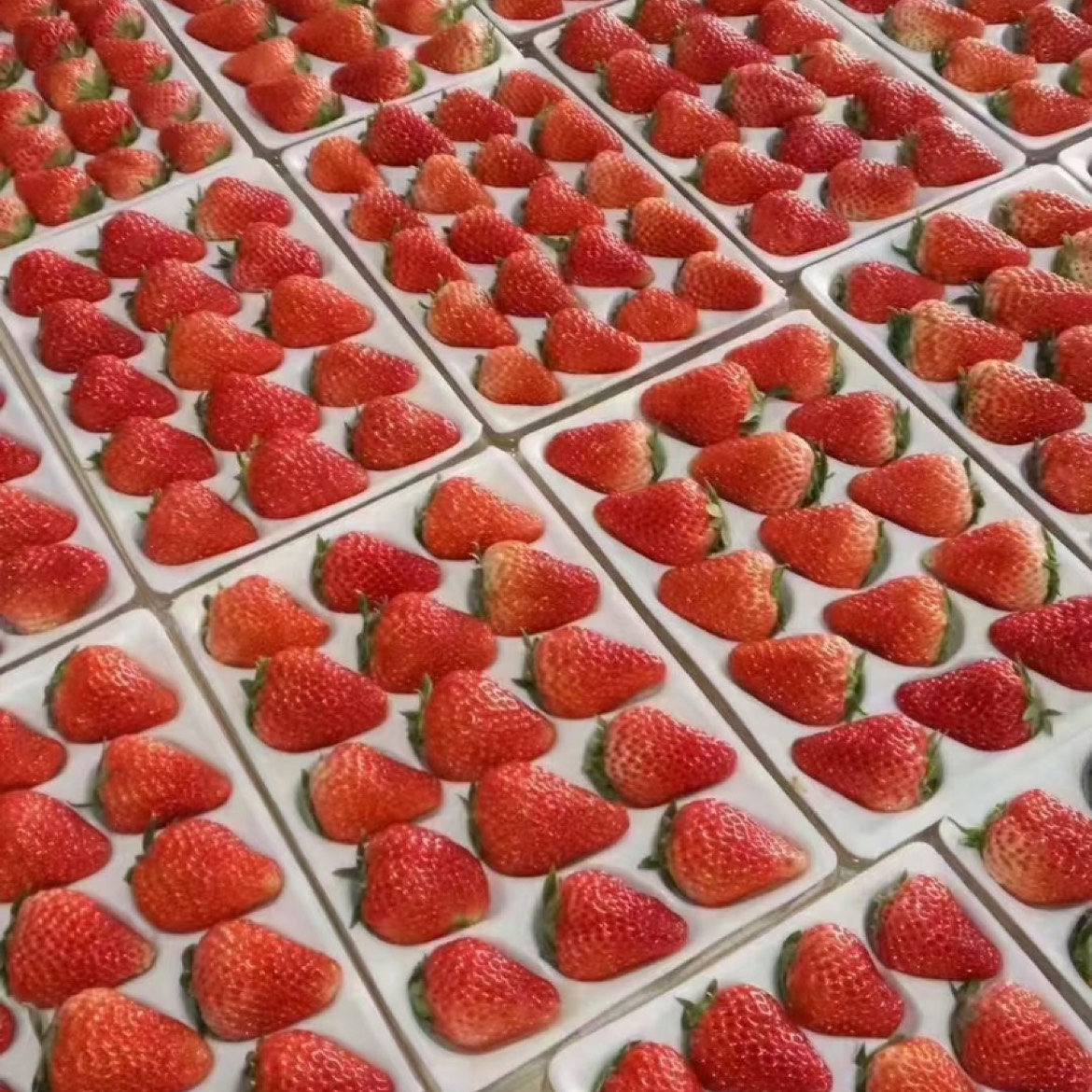 徐州万亩奶油草莓代收代购代发全国