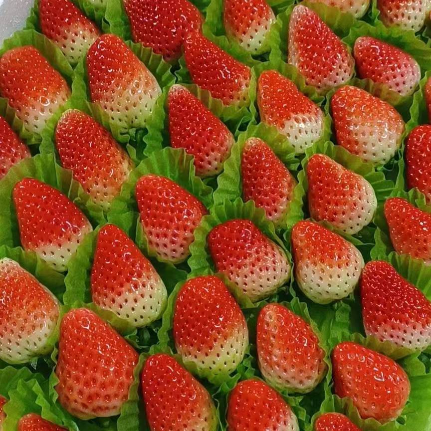 阜阳安徽阜阳天仙醉草莓种植批发 代收