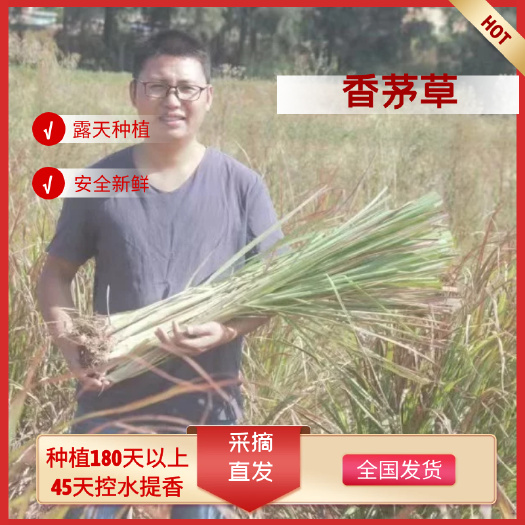厦门福建原生新鲜柠檬草香茅草纯茎 基地现采直发 窄叶红心白骨