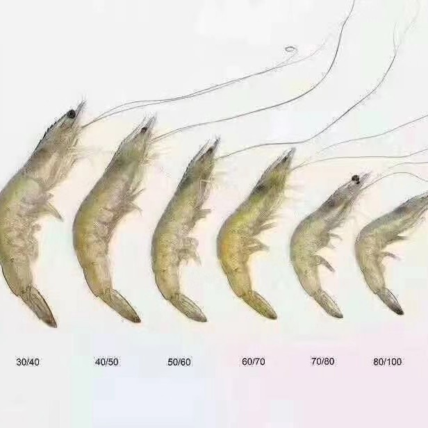 近缘新对虾  基围虾新鲜冷冻盐水虾