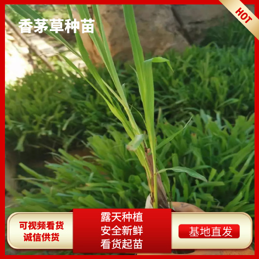 厦门基地低价优质多年生热销可食用芳香植物柠檬香茅草盆栽满六株发