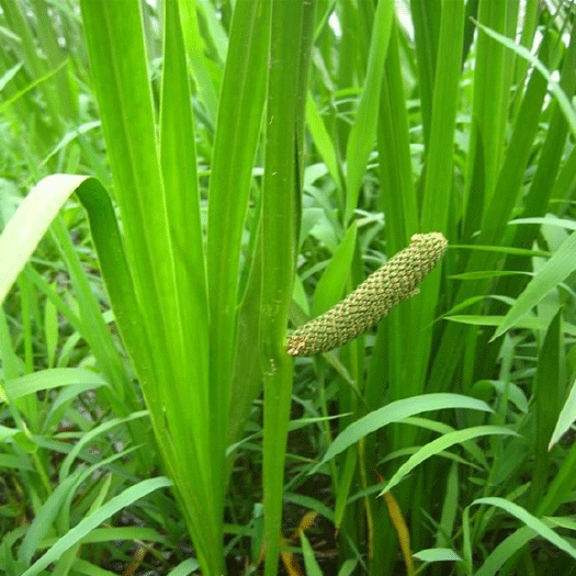 长沙水菖蒲