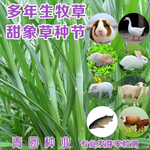 成都青贮 牧草