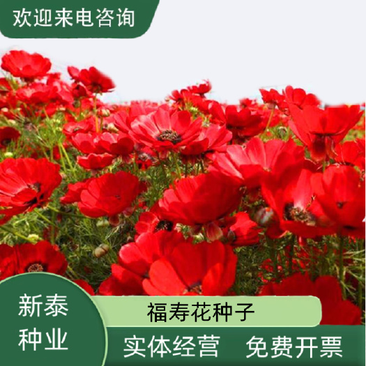 福寿花四季易种易活花种子室内春播种盆栽秋冬季花籽花卉花草秋播