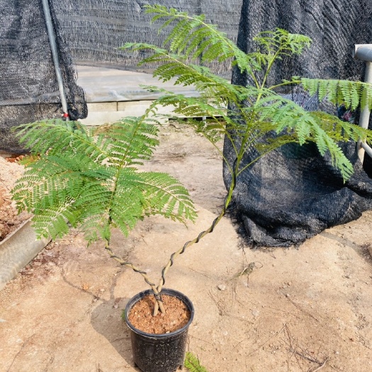 漳州蓝花楹
