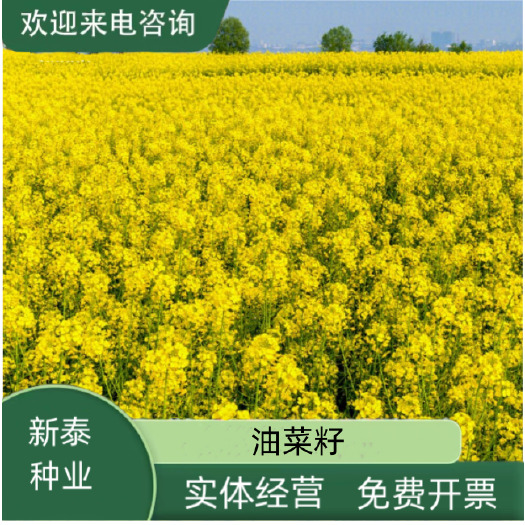 沭阳县油菜籽种子四季油菜籽黄油菜籽四级易种98天高 产油菜
