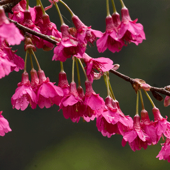 山樱花