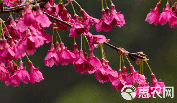 山樱花