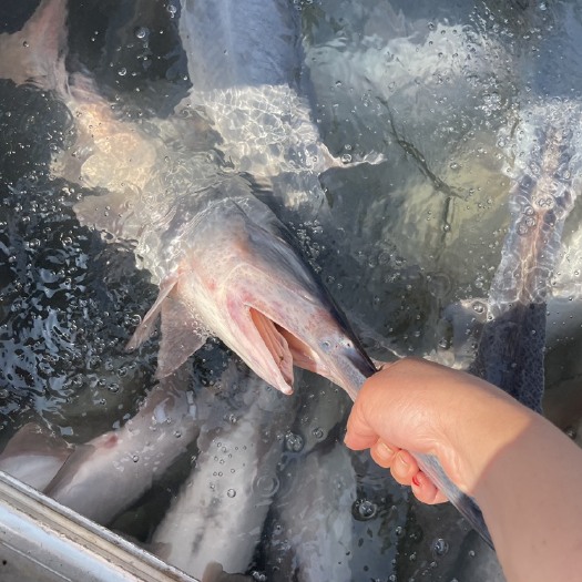 宜都市常年出售湖北鸭子鱼，鸭子鱼养殖基地直发