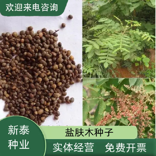 沭阳县盐肤木种子护坡灌木种子蜜源树种子五倍子种子花木林木苗木种子