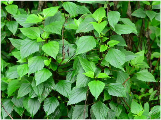 芒市紫茎泽兰（败马草）
